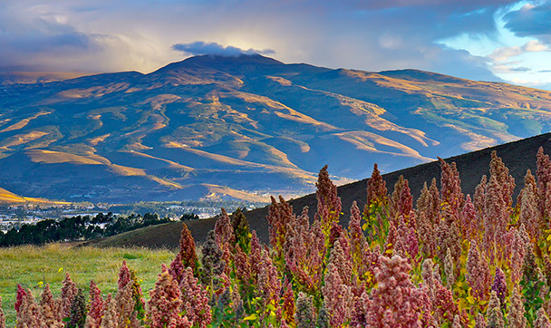 quinoa_field